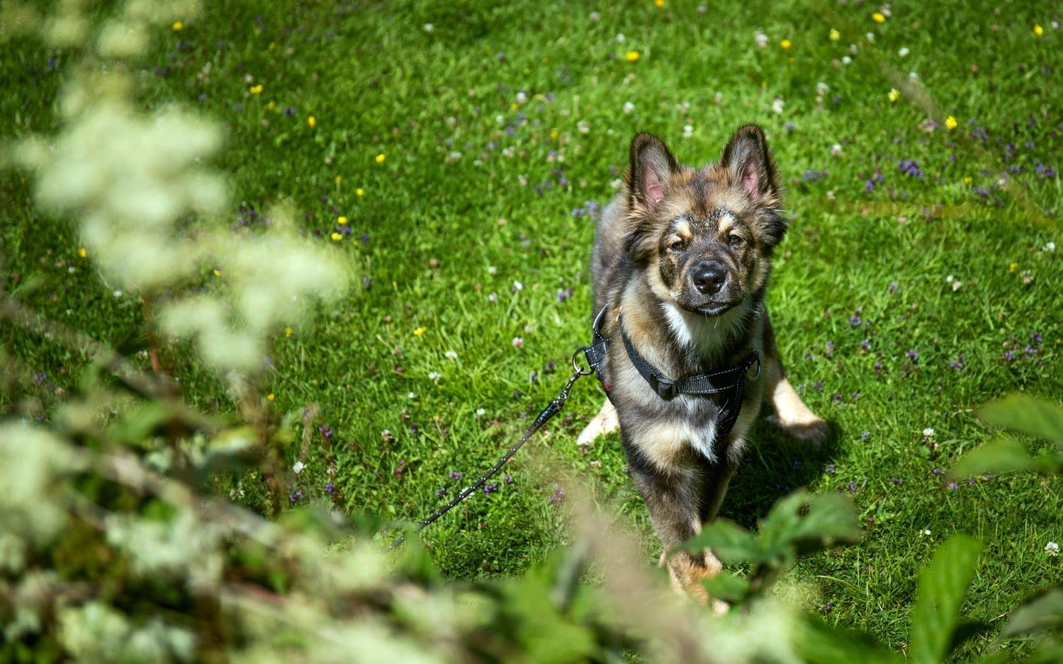 Gimli är en finsk lapphund. När han har blivit lite större är tanken att han ska få hänga med matte Elin Lenér i stallet. Bild: Nicklas Elmrin