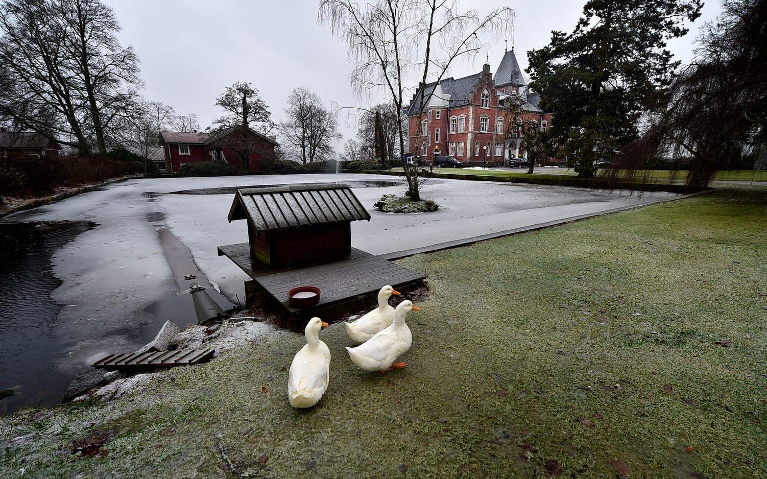 Ankor möter upp på Thorskogs slott. Bild: Lasse Edwartz