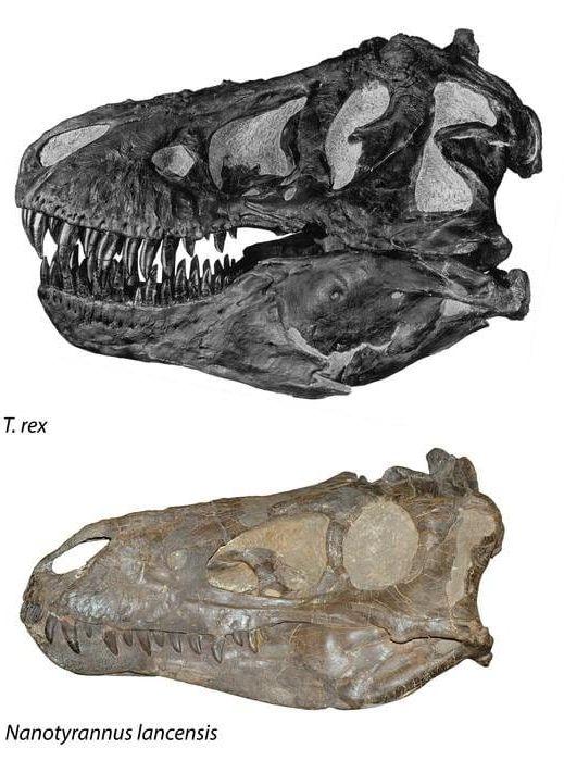 En jämförelse av skallarna av Tyrannosaurus (överst) och Nanotyrannus (underst) visar på stora skillnader. Skallarna är inte i samma skala; Tyrannosaurus hade betydligt större huvud än Nanotyrannus.