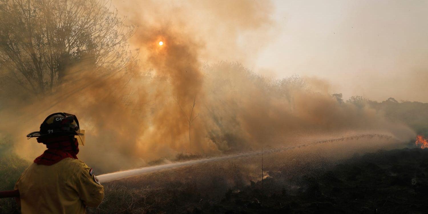 Firefighters from the city of Luque work to put out a fire in Guazu National Park on the outskirts of Asuncion, Paraguay, Tuesday, Oct. 1, 2019. More than 300,000 hectares of subtropical forest have burned since July across Paraguay due to the illegal burning of grasslands for agricultural planting, according to the National Security Ministry. (AP Photo/Jorge Saenz)  ASU105