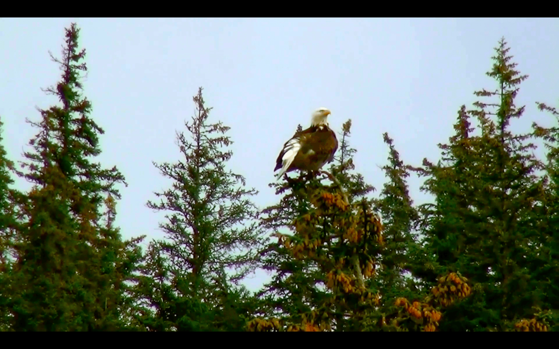 Den amerikanska vithövdade havsörn som Kanal 5 klippte in i sitt program &quot;Bergs drömkåk&quot; är en fågelart som aldrig skådats i Sverige.