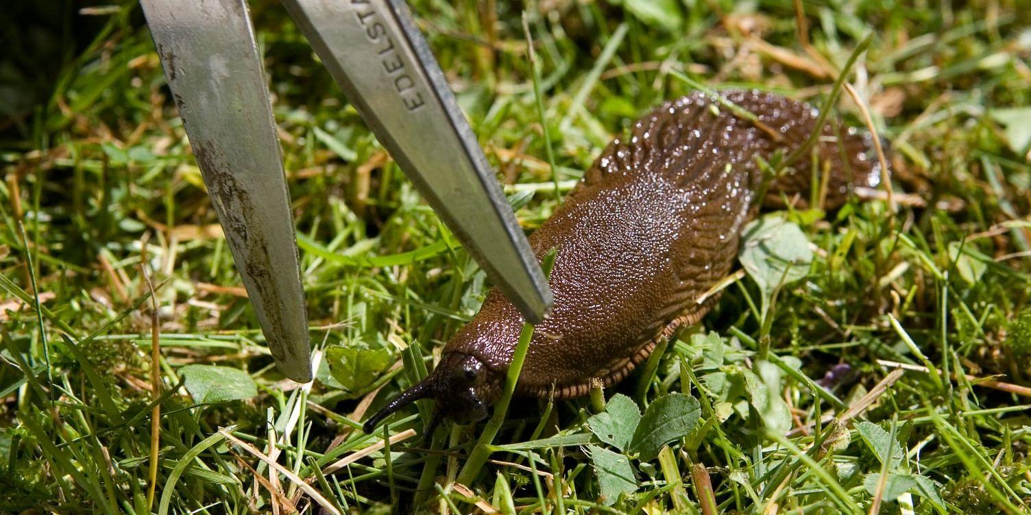 Bästa och snabbaste sättet att döda mördarsniglarna på, är genom att kapa av dem huvudet med till exempel en vass spade, en halv till en centimeter framifrån. Arkivbild.