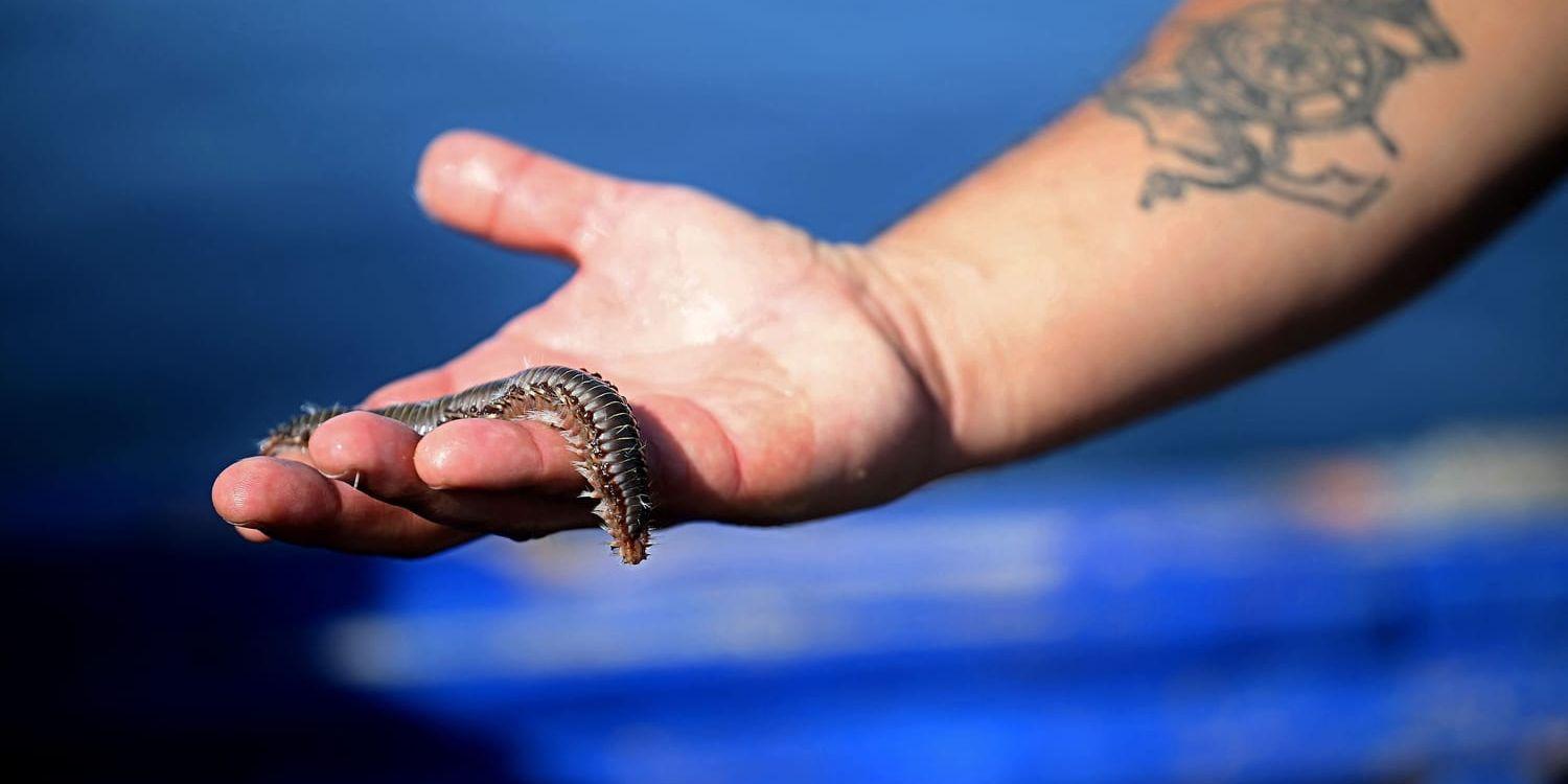 En fiskare på Sicilien visar upp havsborstmasken som slukar fisk som fastnat i nät. Och turister som badar i Medelhavet kan få smärtsamma reaktioner om de kommer i kontakt med masken.