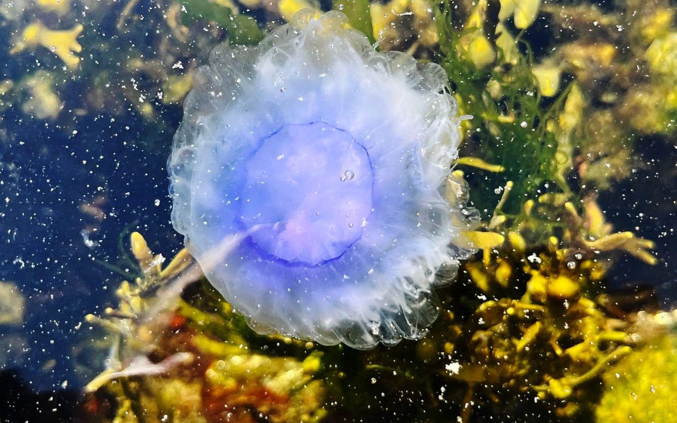 Den blå brännmaneten har uppmärksammats mycket den senaste tiden. ”Somliga uppfattar också att den blå maneten bränns mer, jämfört med den röda”, säger Björn Källström,  marinbiolog och forskare vid Sjöfartsmuseet Akvariet och Göteborgs Marinbiologiska Laboratorium. 