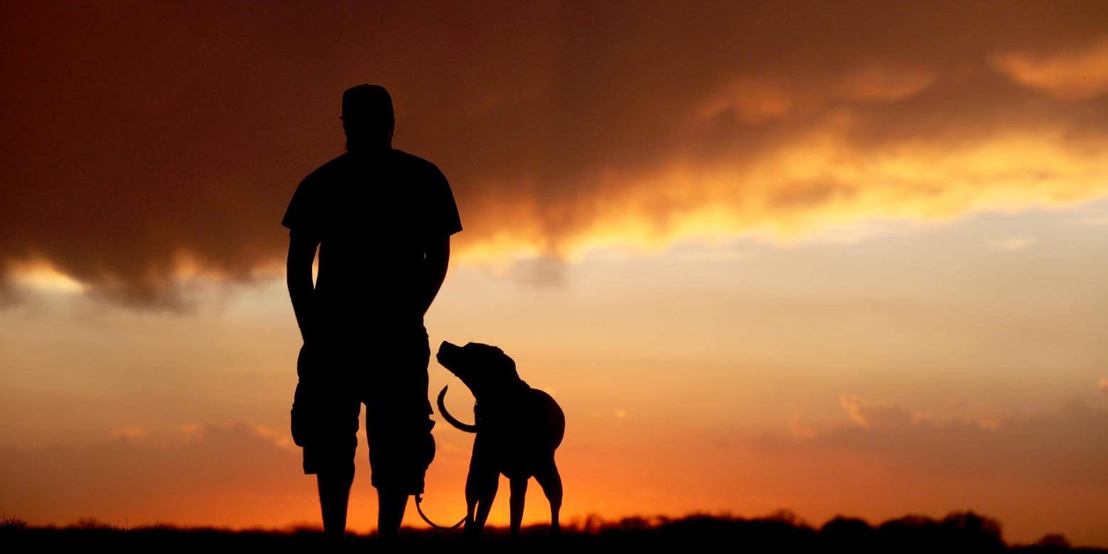 Ärftlighet har en stor betydelse för valet att skaffa hund, visar en ny studie. Arkivbild