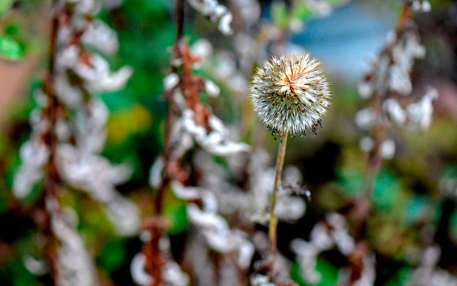 I mitten av oktober blommar massor fortfarande i Svante Öquists trädgård – men även det som har blommat över är vackert. "Jag tycker om att man får uppleva en hel livscykel under en säsong i trädgården”, säger han.