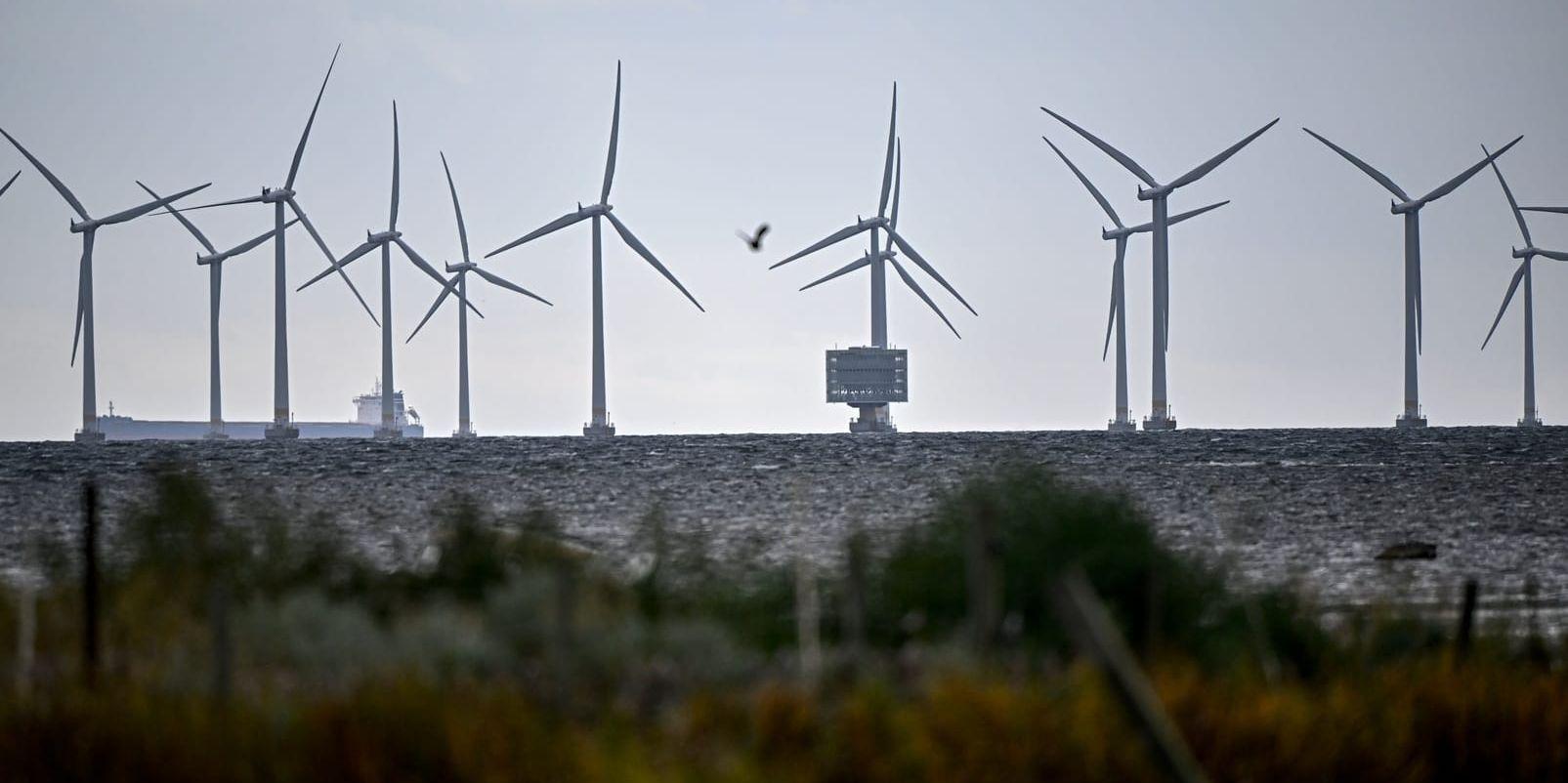 Lillgrund vindkraftpark söder om Öresundsbron. Nu finns planer på större vindkraftverk och forskare ska undersöka hur mycket undervattensbuller de kan medföra. Arkivbild.