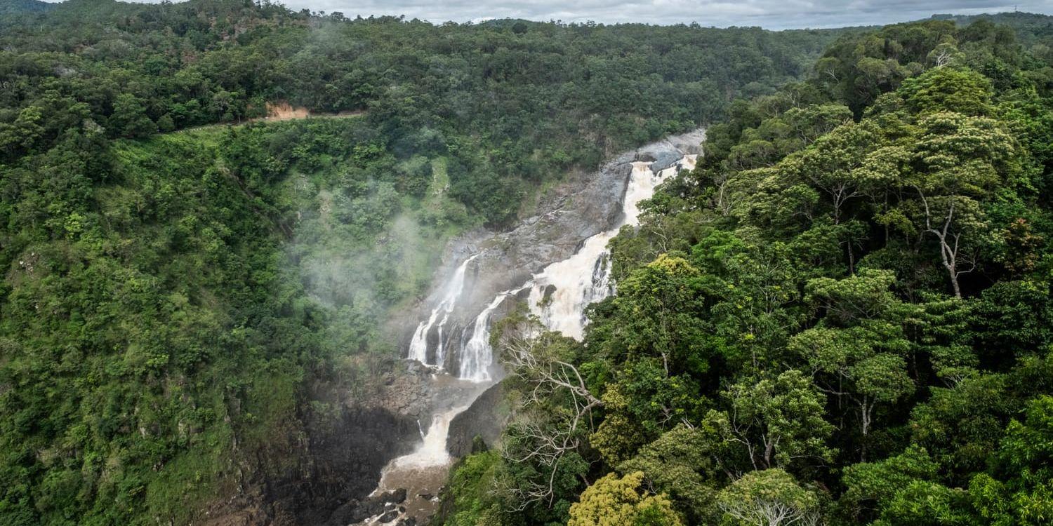 Regnskog i utkanten av Cairns i norra Australien.